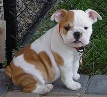 Puppies for sale english bulldog - Ukraine, Kiev