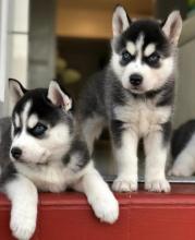 Puppies for sale , husky - Spain, Santa Cruz de Tenerife