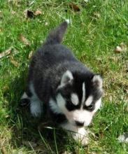 Puppies for sale other breed, siberian husky - Spain, Oviedo