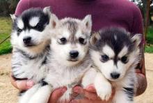 Puppies for sale , husky - Latvia, Madonna