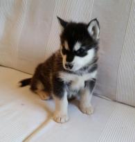 Puppies for sale other breed, alaskan malamute - Cyprus, Limassol
