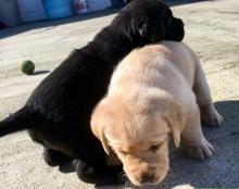 Puppies for sale labrador - Canada, Manitoba, Winnipeg