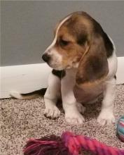 Puppies for sale beagle - Ireland, wicklow