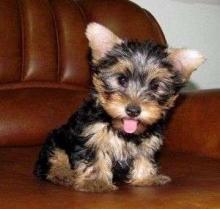 Puppies for sale yorkshire terrier - Portugal, Lisbon
