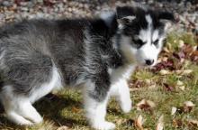 Puppies for sale other breed, siberian husky - Cyprus, Limassol