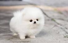 Puppies for sale pomeranian spitz - Portugal, Lisbon