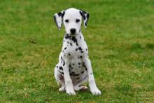 Puppies for sale dalmatian, dalmatian - Georgia, Batumi