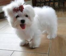 Puppies for sale maltese - Russia, Moscow