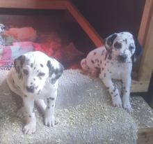 Puppies for sale dalmatian, dalmatian - Georgia, Georgia