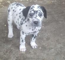 Puppies for sale dalmatian - Georgia, Batumi