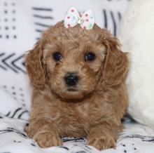 Puppies for sale poodle - Cyprus, Limassol