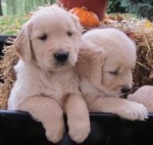 Puppies for sale golden retriever - United Kingdom, Grimsby