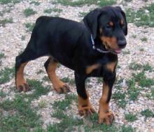Puppies for sale doberman - Austria, Vienna