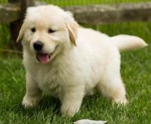 Puppies for sale golden retriever - United Kingdom, Grimsby