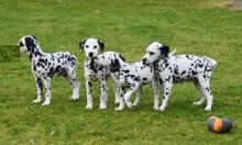 Puppies for sale dalmatian - Canada, Ontario, Kitchener