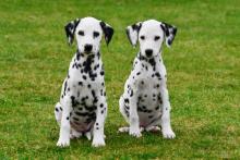 Puppies for sale dalmatian, dalmatian - Canada, Quebec