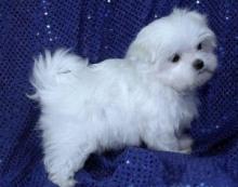 Puppies for sale maltese - Russia, Moscow