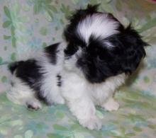 Puppies for sale shih tzu - Luxembourg, Luxembourg. Price 100 €