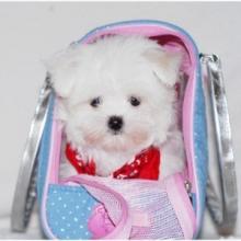 Puppies for sale maltese - Russia, Moscow