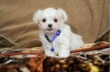 Puppies for sale maltese - Russia, Moscow