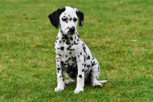 Puppies for sale dalmatian, dalmatian - Canada, Prince Edward Island