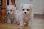 Puppies for sale maltese - Ukraine, Kiev
