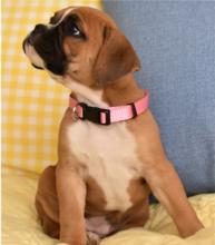 Puppies for sale boxer - Germany, Cottbus