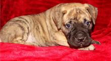 Puppies for sale bullmastiff - Germany, Weimar