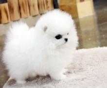 Puppies for sale pomeranian spitz - Russia, Moscow