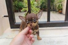 Puppies for sale chihuahua - Hungary, Pech