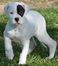Puppies for sale other breed, dogo argentino - Lithuania, Vilnius