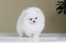 Buy a dog pomeranian spitz - Ukraine, Kiev