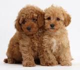 Puppies for sale toy-poodle - Denmark, Aalborg