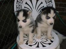 Puppies for sale haski - Ukraine, Kiev