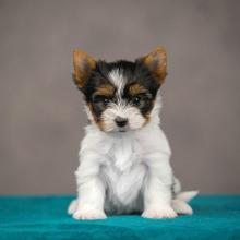 Puppies for sale other breed, biewer yorkie - Germany, Halle