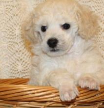 Puppies for sale poodle - Russia, Moscow