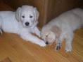 Puppies for sale golden retriever - Belarus, Brest