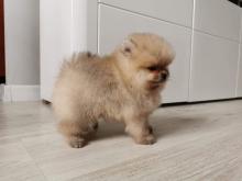 Puppies for sale pomeranian spitz - Ukraine, Kiev