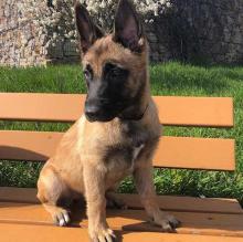 Puppies for sale other breed, belgian malinois - Uzbekistan, Tashkent