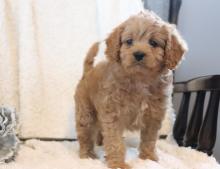 Puppies for sale other breed - Sweden, Sundsvall