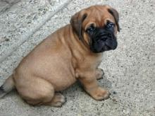 Puppies for sale , bullmastiff puppies  - Moldova, Chisinau