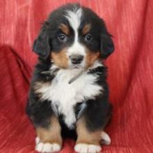 Puppies for sale bernese mountain dog - Portugal, Gondomar