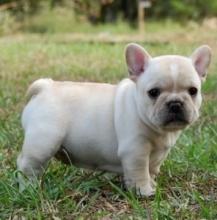 Puppies for sale french bulldog - Ukraine, Kiev