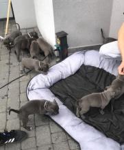 Puppies for sale american staffordshire terrier - Estonia, Sillamyae