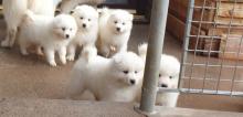 Puppies for sale samoyed dog (samoyed) - Romania, Craiova