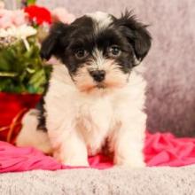 Puppies for sale havanese - Germany, Linden