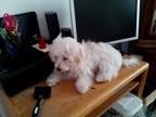Puppies for sale maltese - Germany, Dusseldorf