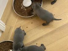 Puppies for sale staffordshire bull terrier - Poland, Rybnik. Price 10 €