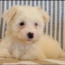 Puppies for sale maltese - Portugal, Braga