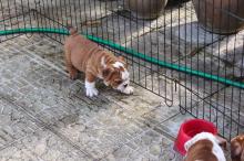 Puppies for sale english bulldog - Hungary, NyГ­regyhГЎza